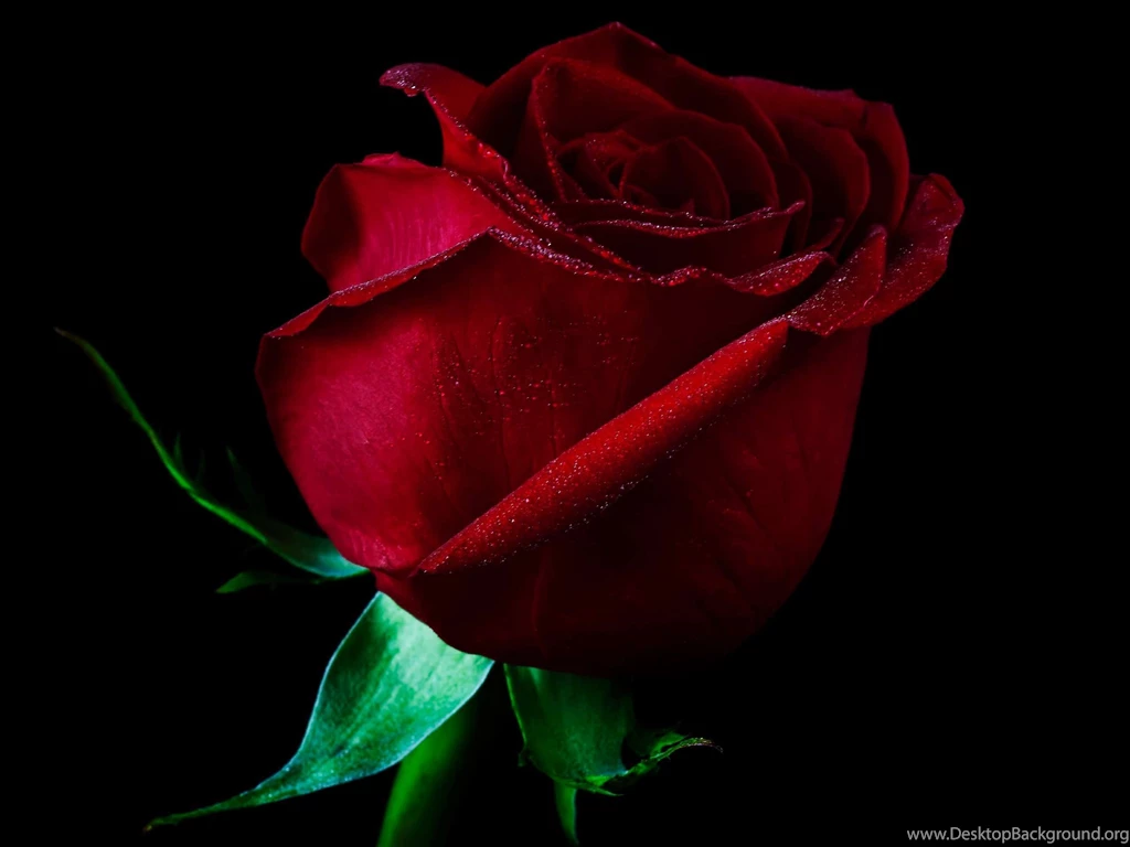 Red Rose Wallpapers
