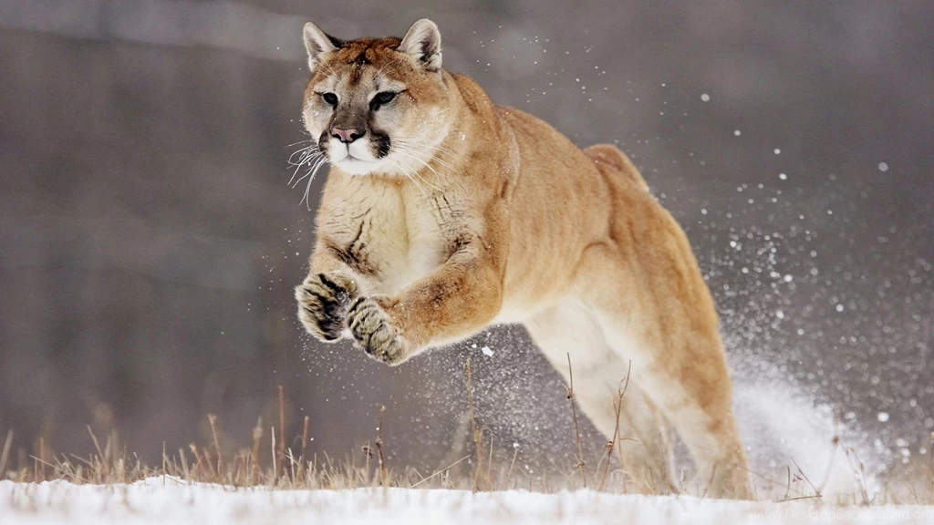Puma Animal HD Wallpapers