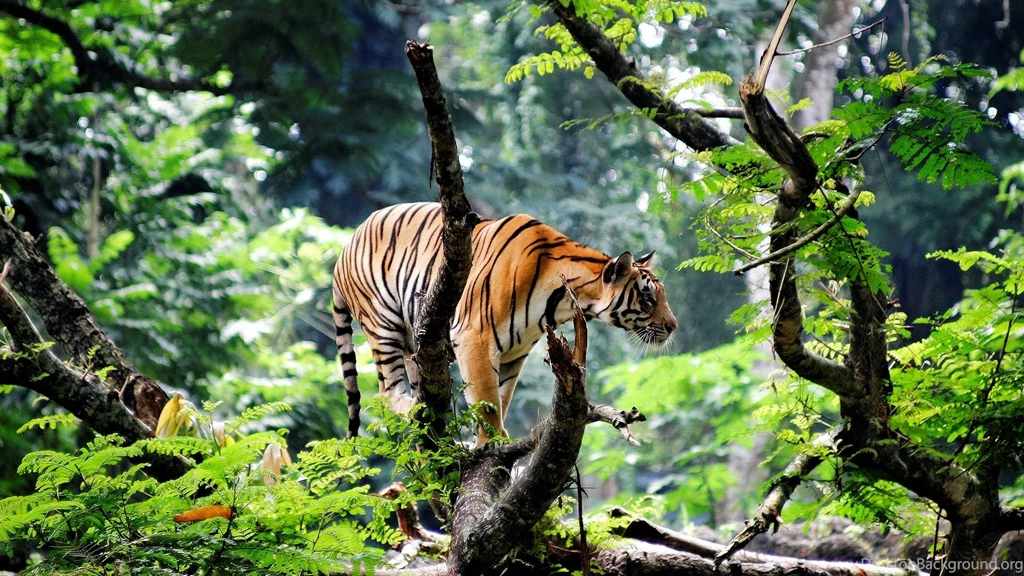 Bengal Tiger Wallpapers Widescreen