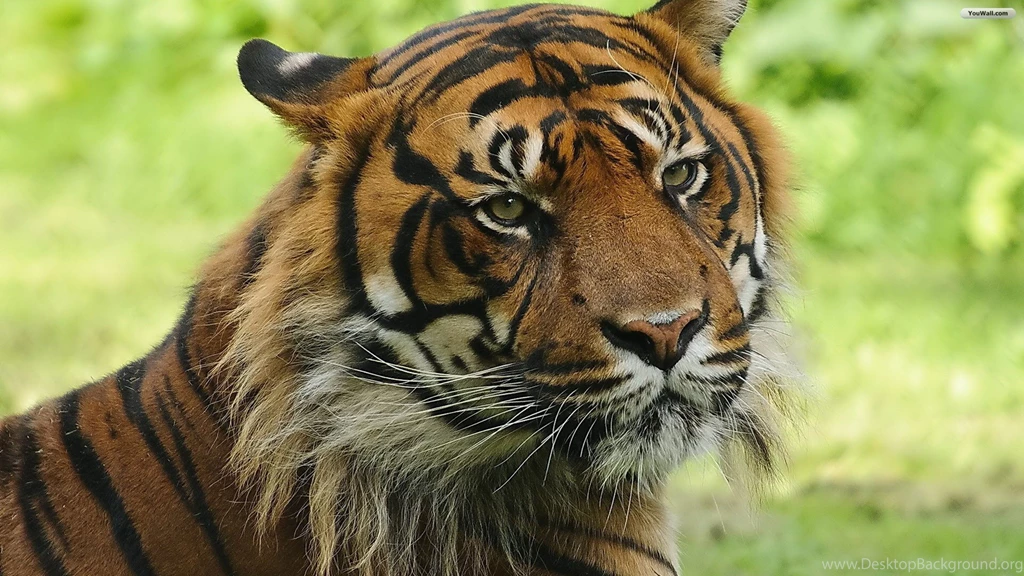 Tiger Wallpapers Hd Free Download