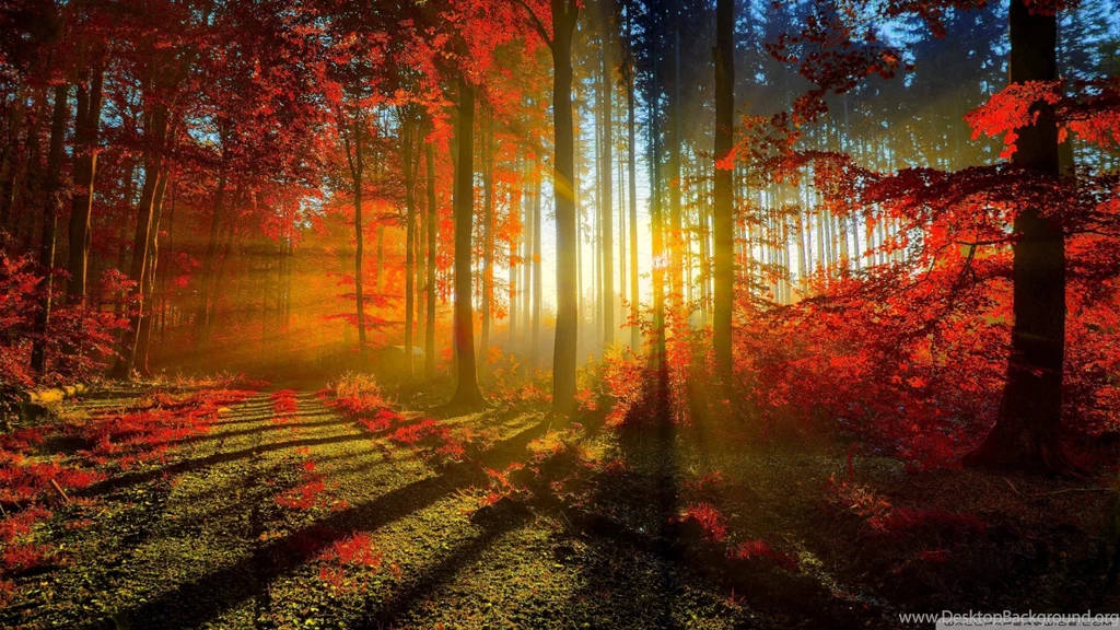 Red Forest HD Desktop Wallpapers : High Definition : Fullscreen ...
