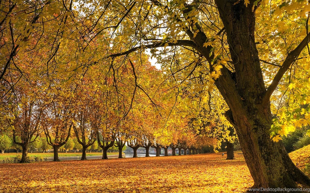 Golden Autumn Wallpapers And Images   Wallpapers, Pictures, Photos