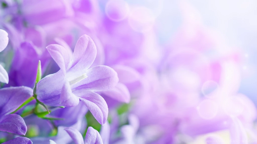 Bunch Of Flowers Images And Wallpapers Download