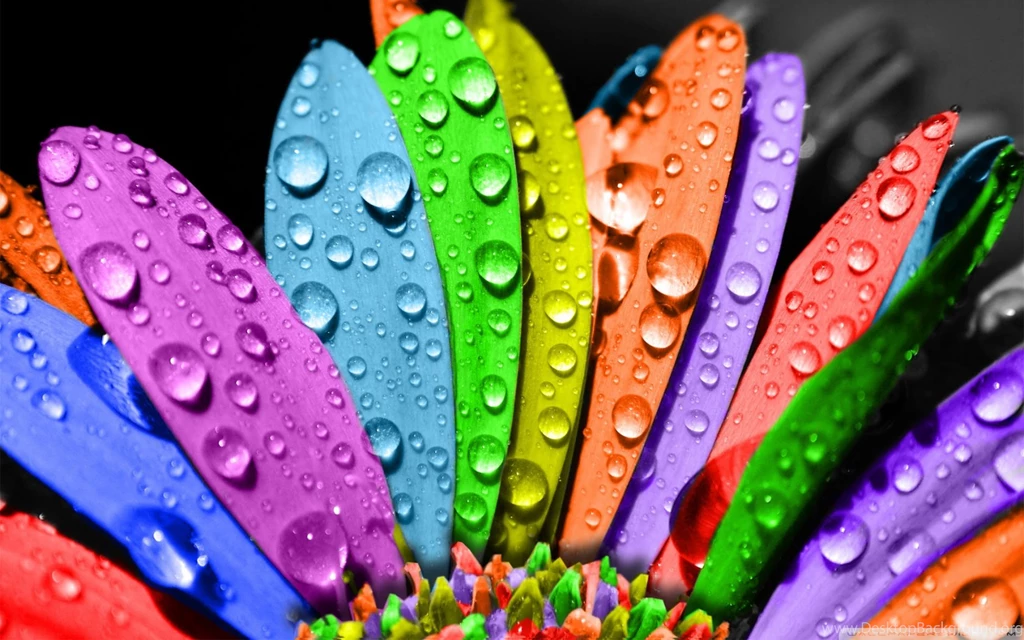 Colorful Flower HD Desktop Wallpapers : Widescreen : High ...