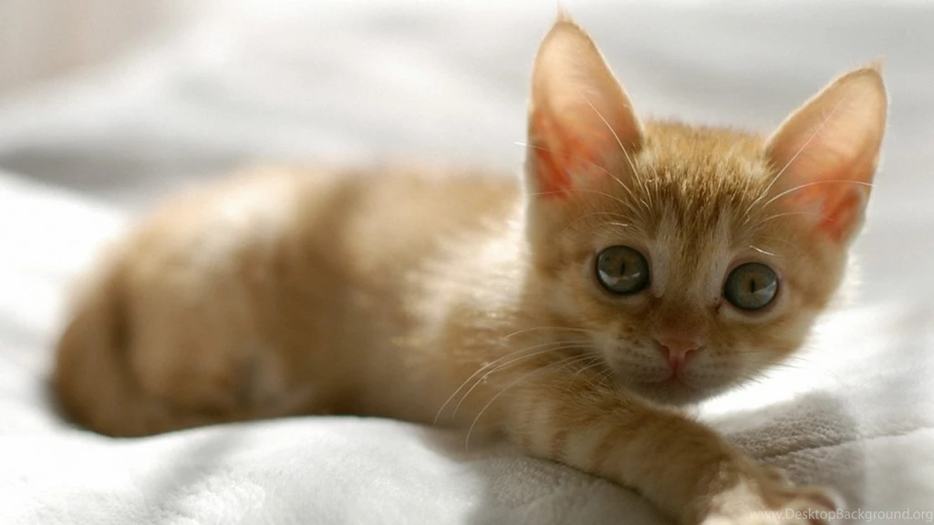 1280x720 Cute Orange Kitten Desktop PC And Mac Wallpapers