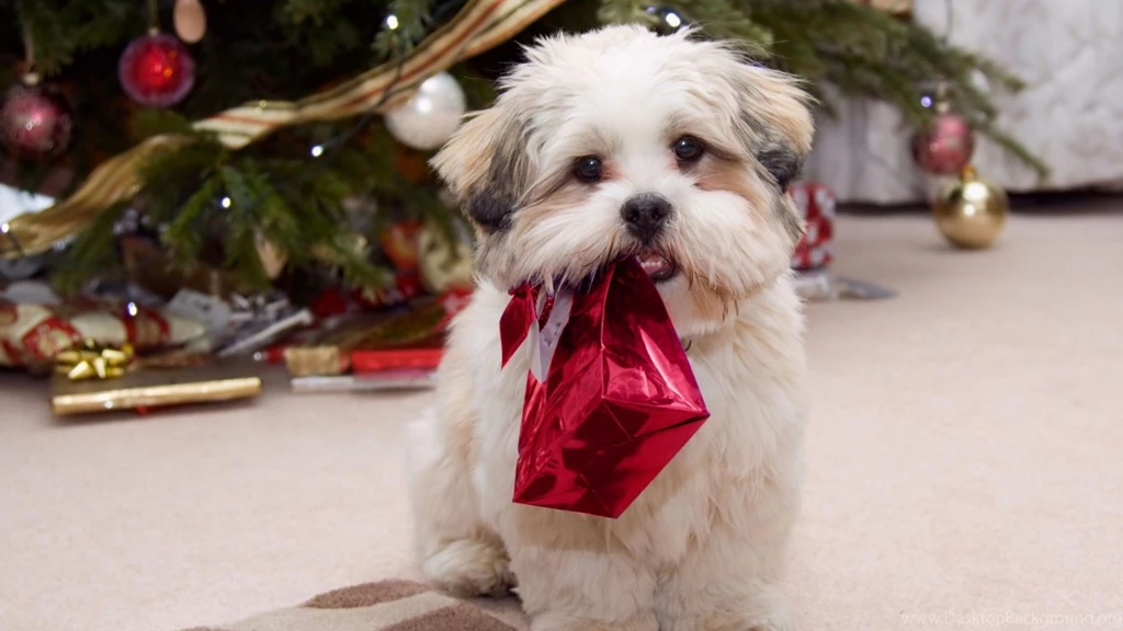 1366x768 Cute Puppy With Present Desktop PC And Mac Wallpapers