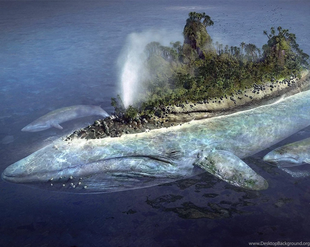 Desktop Wallpapers · Gallery · Humor · Whale Island Funny Pictures ...