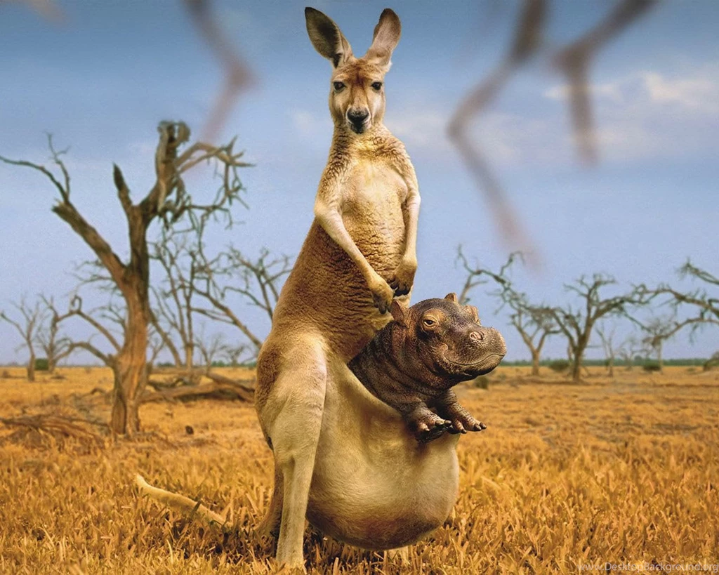 Funny Photo Gallery