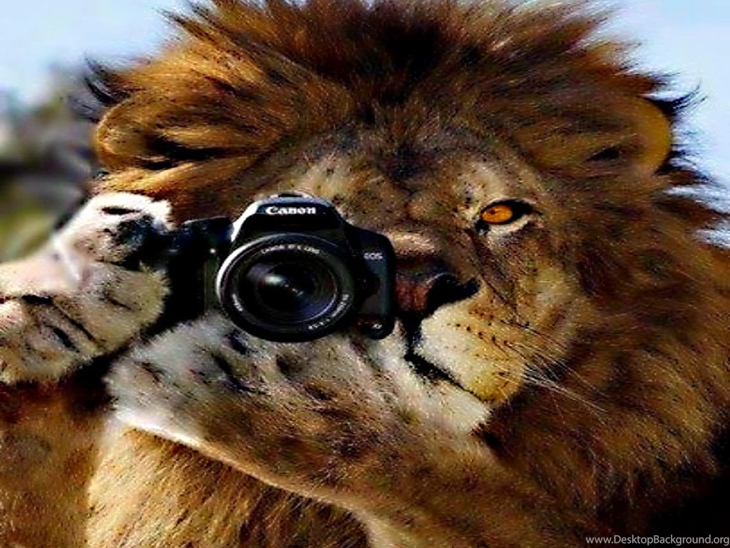 PICTURES HUMANS Photography Cats Lions Funny Nature Close Camera ...
