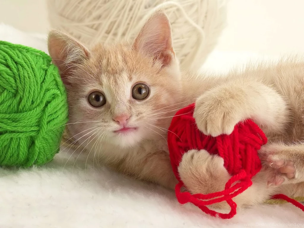 Desktop Wallpapers · Gallery · Animals · Funny Kitten