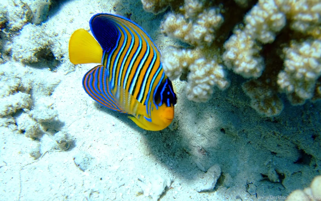 Fish HD Wallpapers