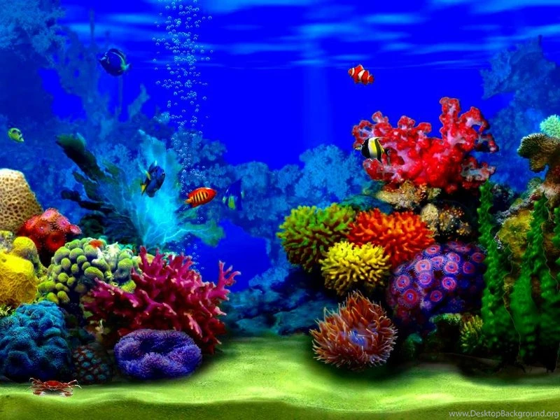Animals Aqurium Inside The Aqurium – Animals Fish HD Desktop Wallpapers