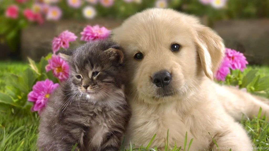 Cute Cat And Dog Wallpapers