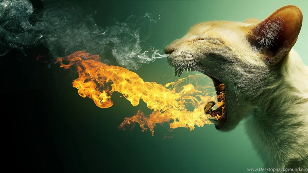 Funny Hd Wallpapers Collection (32+)