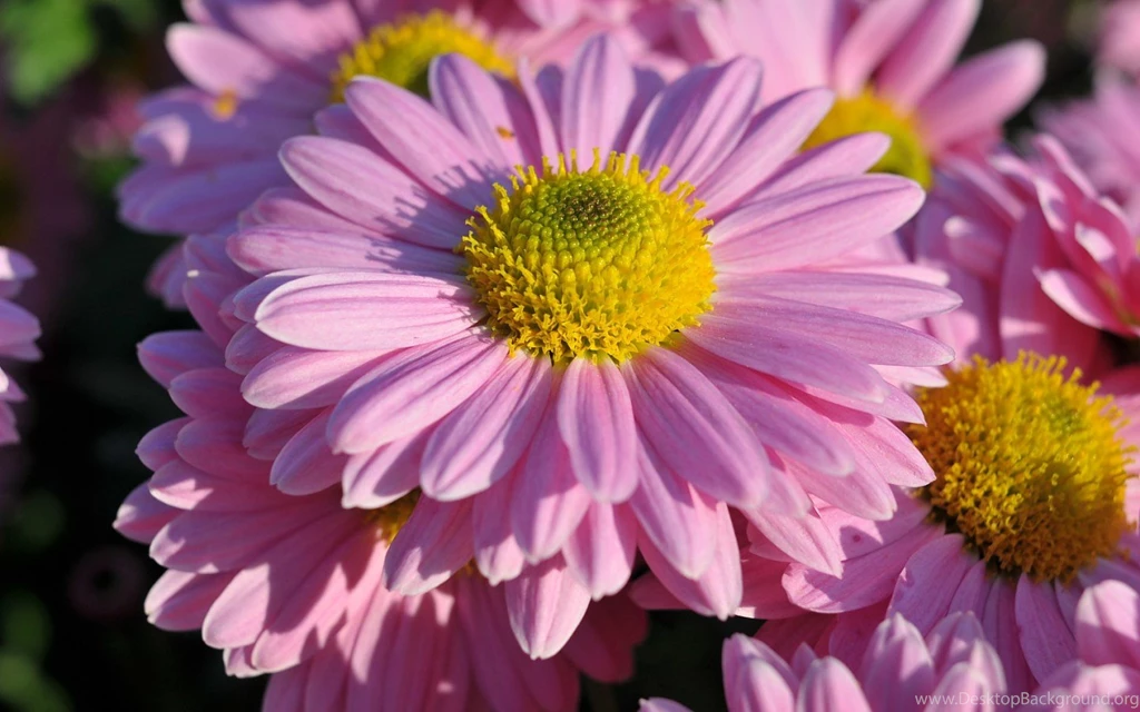 Flowers Wallpapers Download Collection (43+)