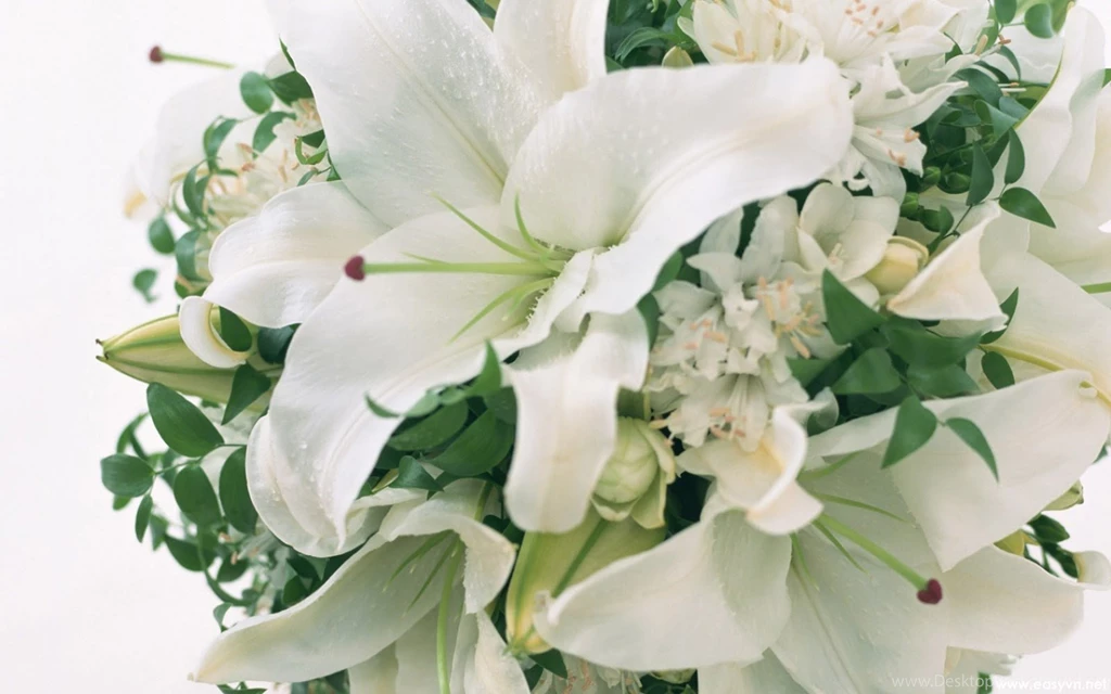 Download Free Beautiful White Flower Wallpapers