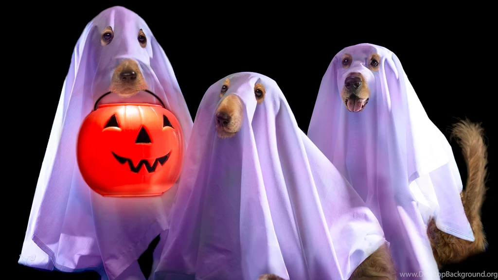 Funny Halloween Hd Wallpapers