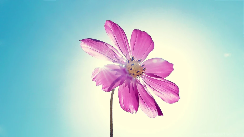 Wallpapers Of The Day: Flower