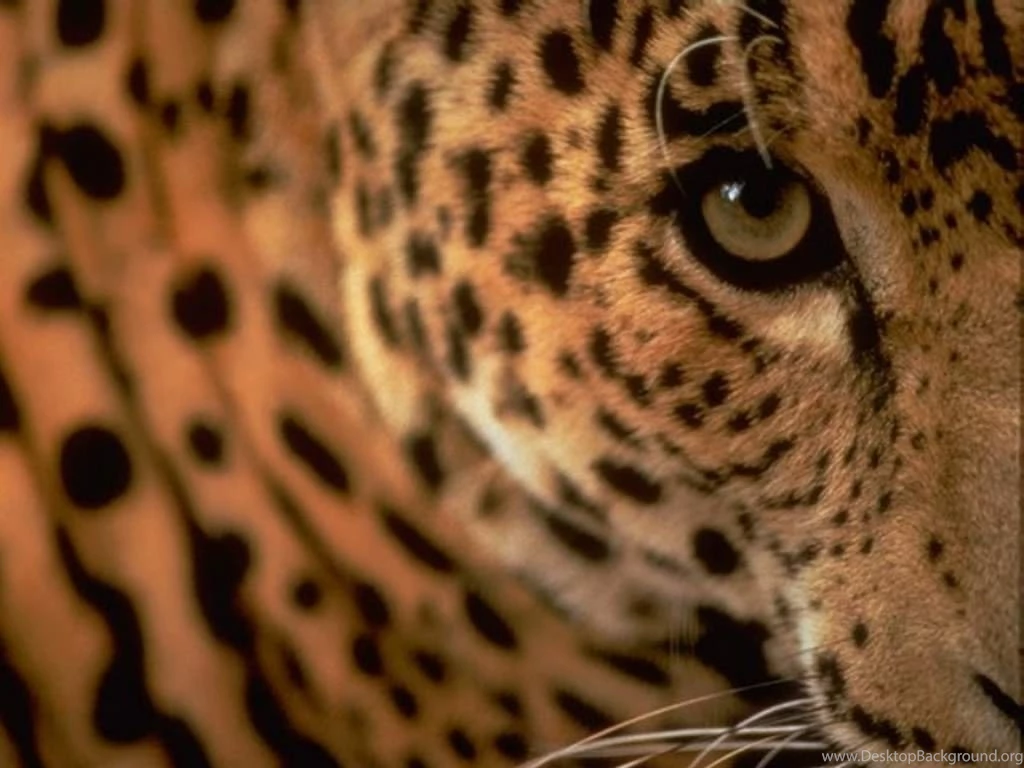 Leopards, Leopards Wallpaper, Leopards Picture, Leopards Photo ...