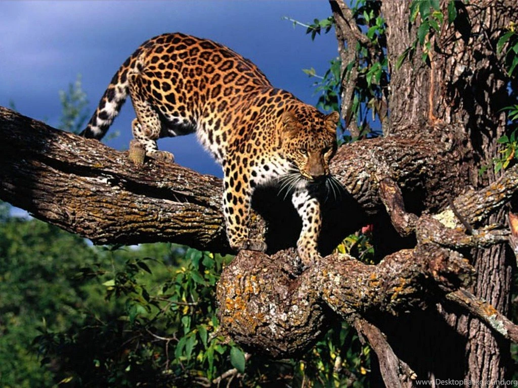 Animal Leopard Wallpapers 110