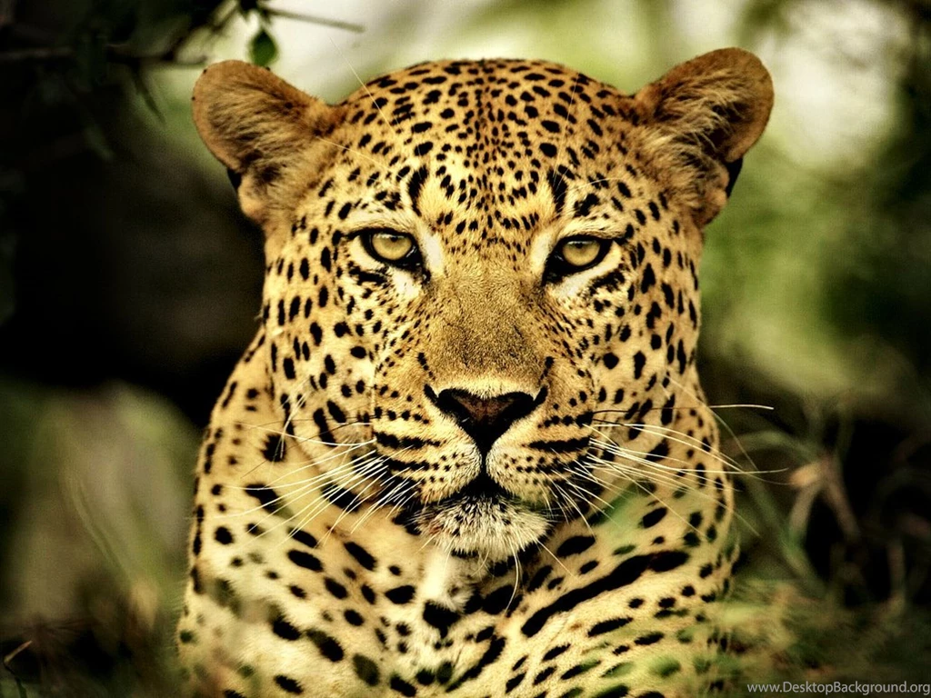 Leopard HD Desktop Wallpapers