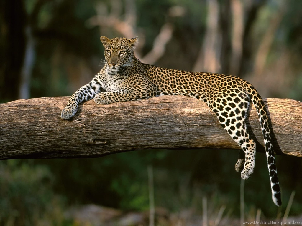 Leopard Close Up Desktop Wallpapers