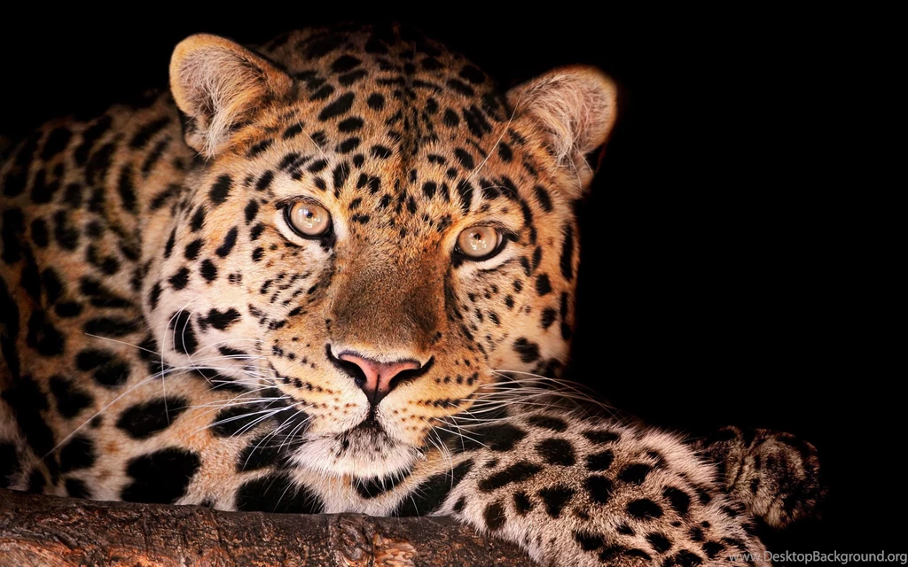 Baby Leopard Wallpaper.