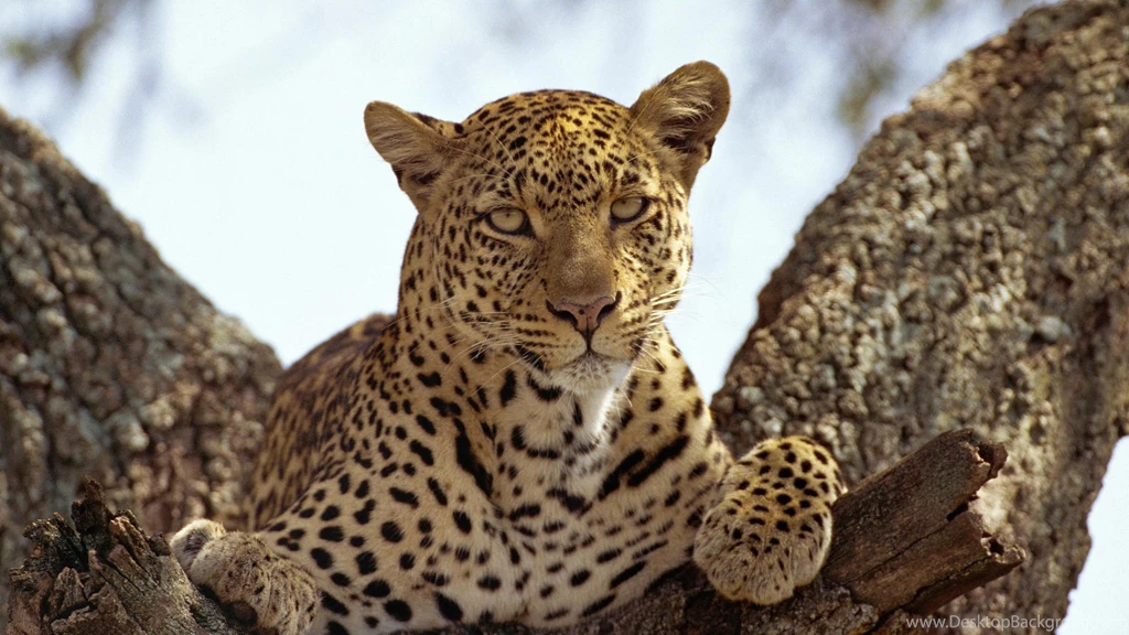 Leopard Wallpapers » WallDevil Best Free HD Desktop And Mobile ...