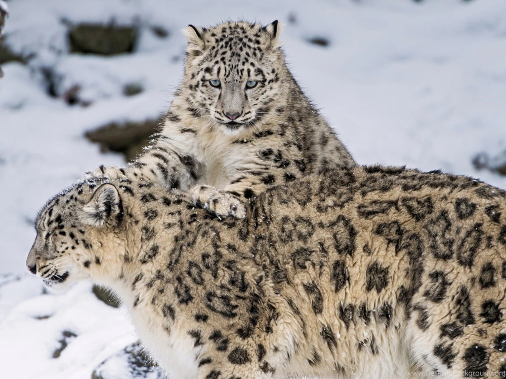 Animals Snow Leopards Wallpapers