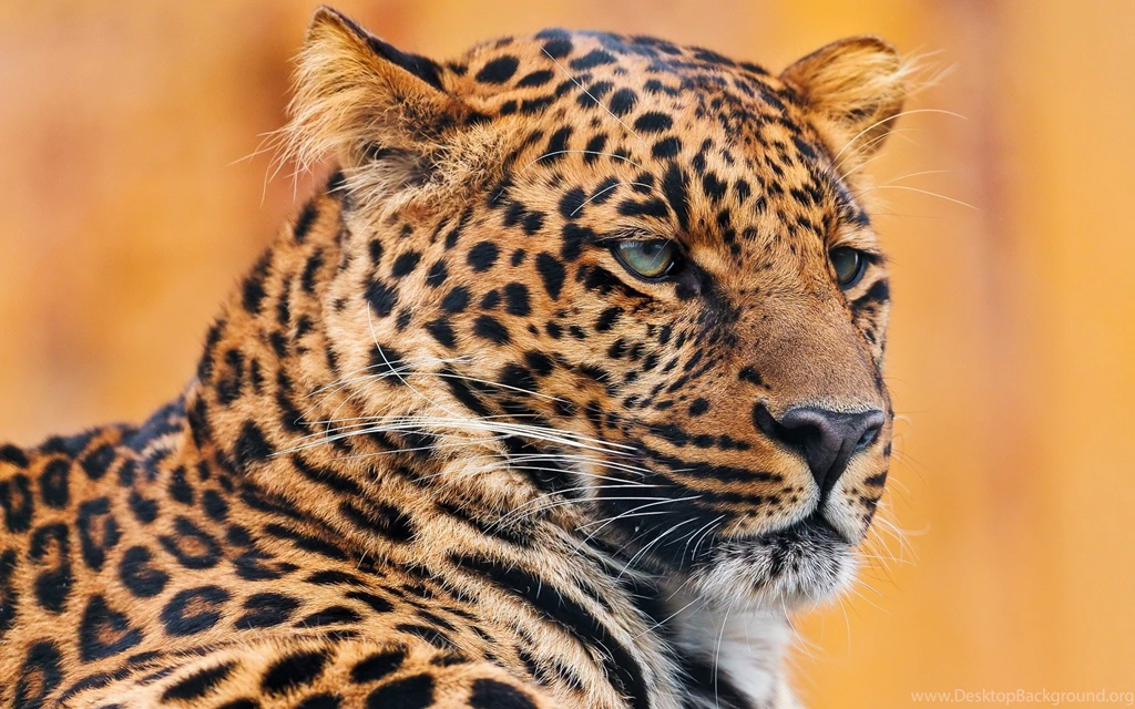 Download Animals Leopards Wallpapers 1920x1200