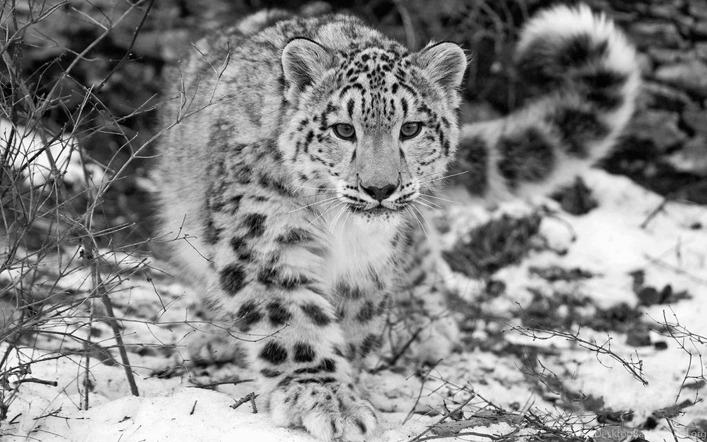 Animals, Leopard, Snow Leopards Wallpapers HD / Desktop And Mobile ...