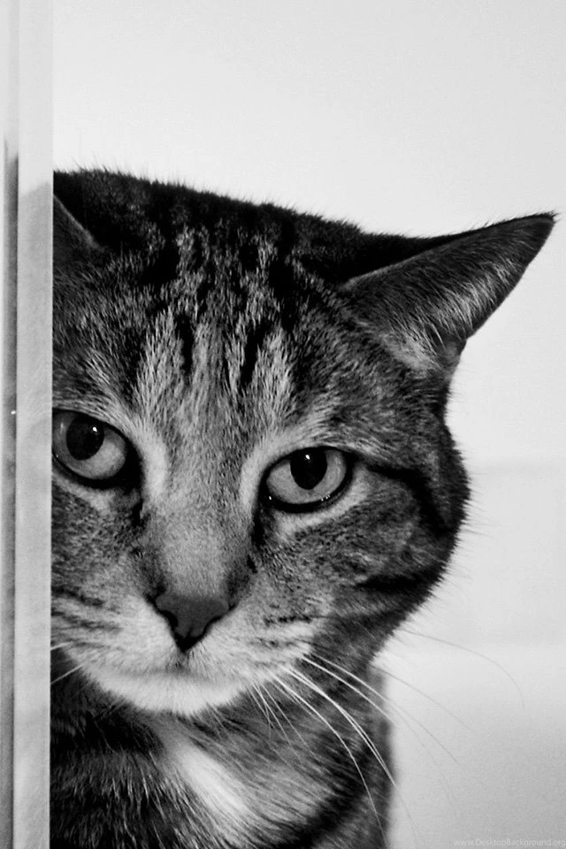 Cat iPhone Wallpapers / IPod Wallpapers HD Free Download