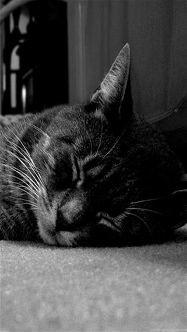 Cute Little Cat iPhone Wallpapers, iPhone 5(s)/4(s)/3G Wallpapers