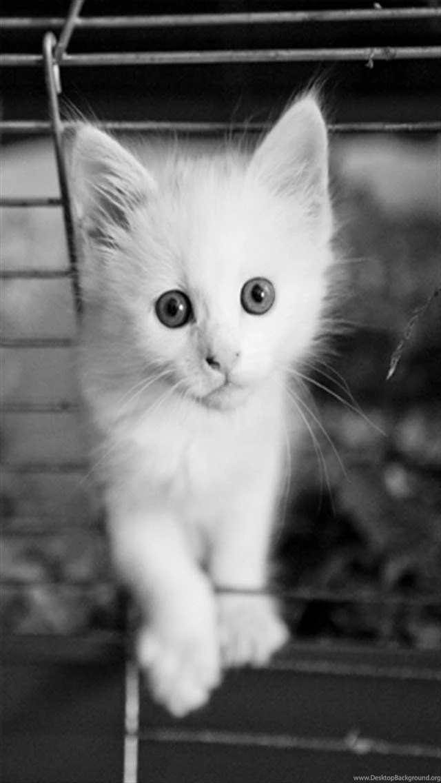 Cat 88 iPhone 5(S/C) Wallpapers