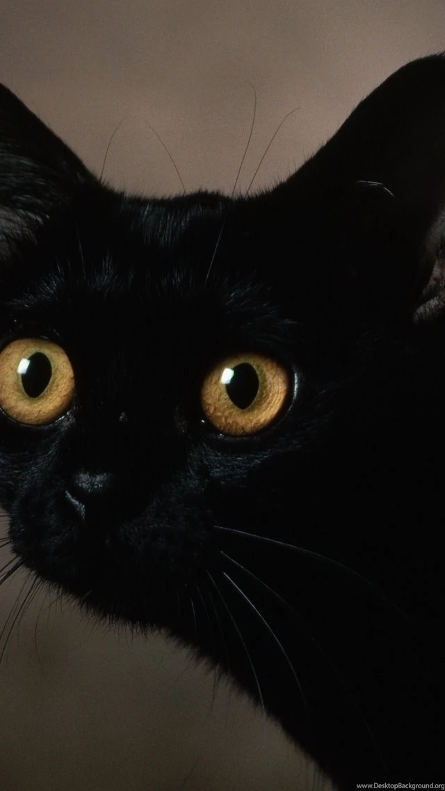 Black Cat iPhone 5 Wallpapers