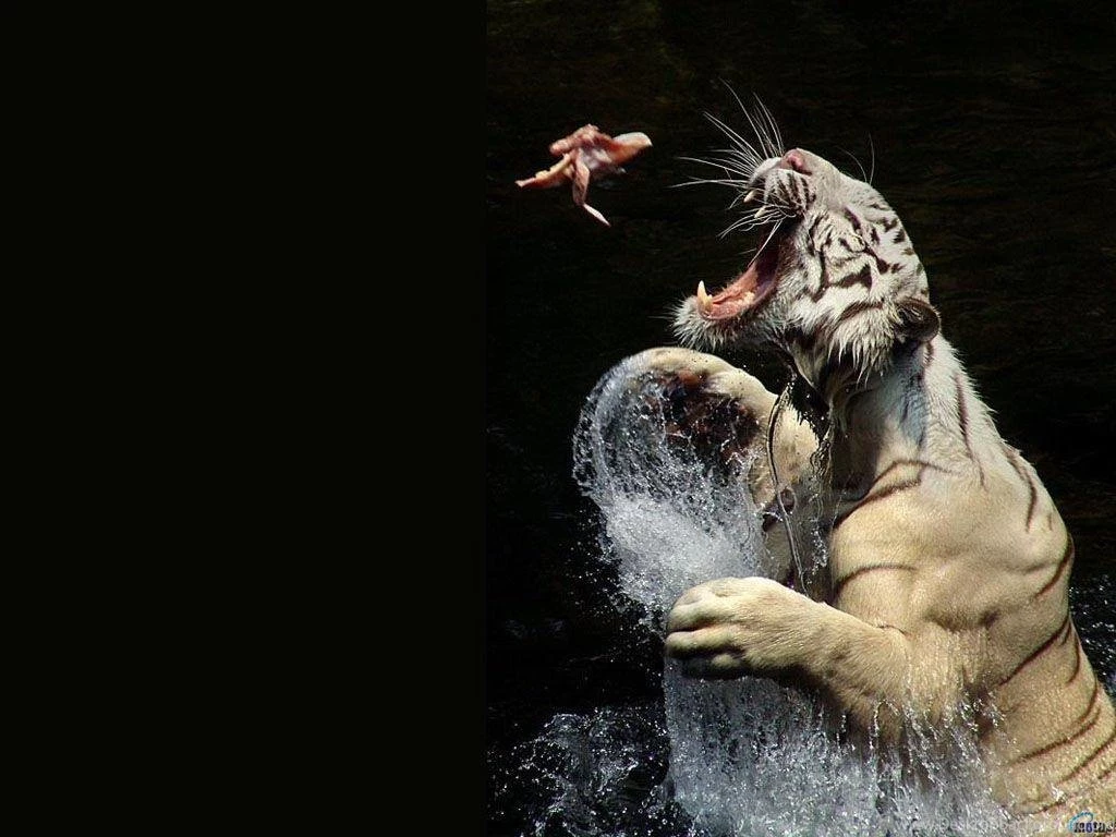 Tiger Stills Wallpapers Hd Wallpapers