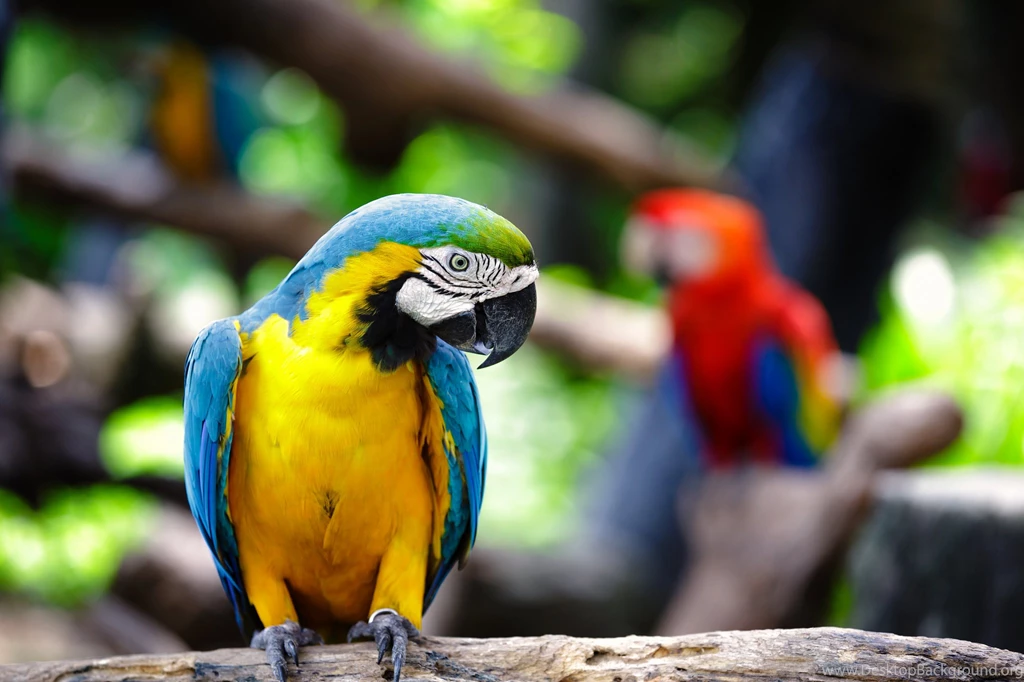 491 Birds / Parrots HD Wallpapers