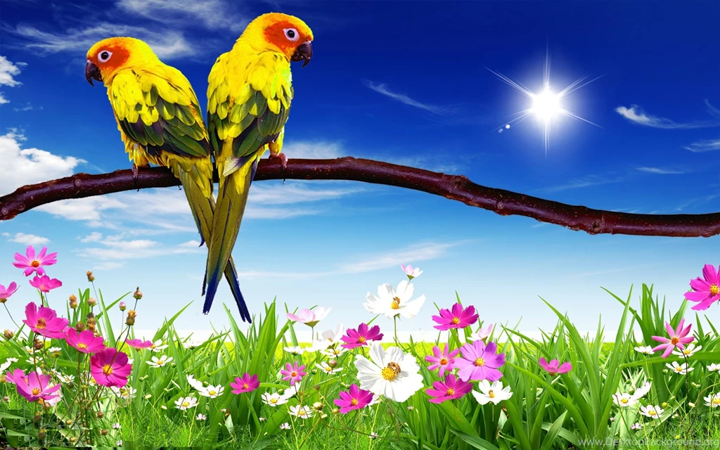 Parrot Desktop Wallpapers