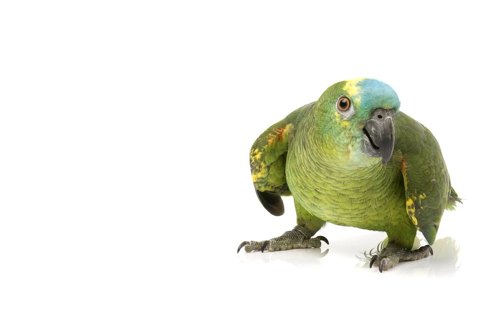 Amazon Parrot White Backgrounds 9 Blog.birdsupplies.com