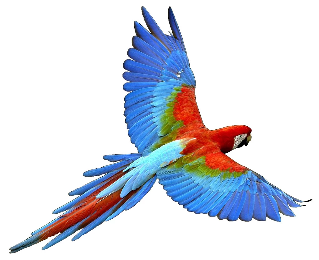 Parrots Gallery