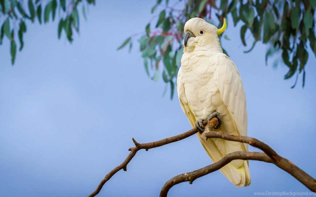 Parrot Branch Cockatoo Free Backgrounds » HD Wallpaper, Get It Now