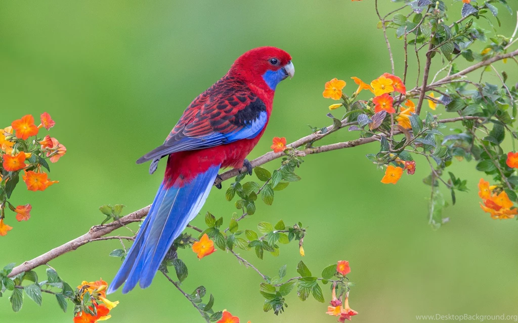 Parrot Backgrounds Wallpapers By Dahiana