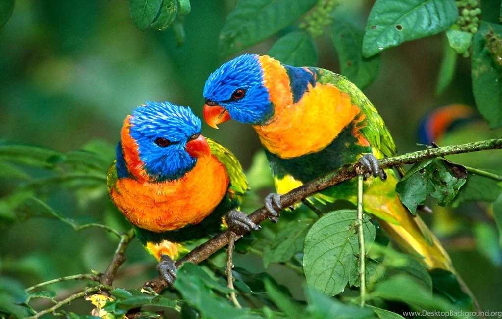 Parrot Parrot Wallpapers High Quality For Desktop Backgrounds – Fine ...