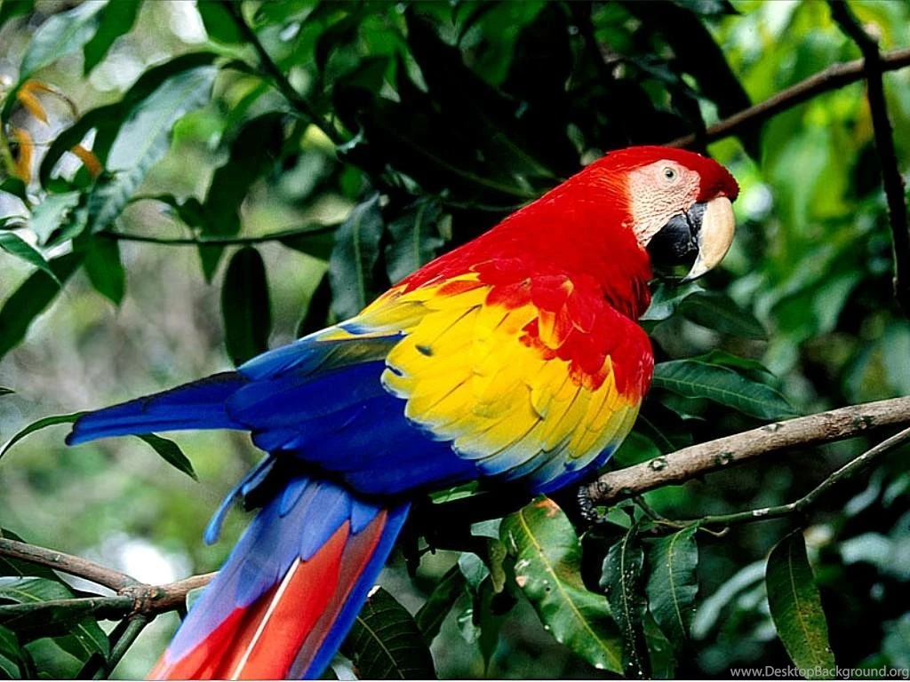 Beautiful Parrot Birds New Images High Definition Wallpapers ...