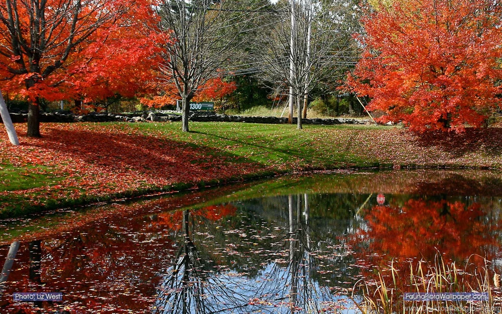 Fauna Flora Wallpapers 1440 X 900 Autumn In New England