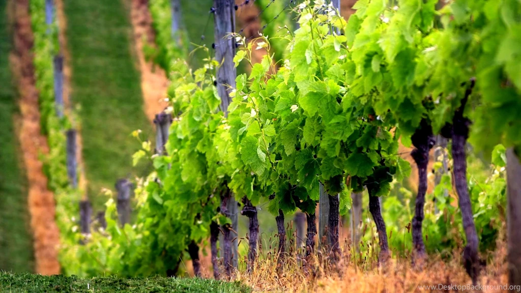 Computer Desktop Wallpapers Nature   6 Items