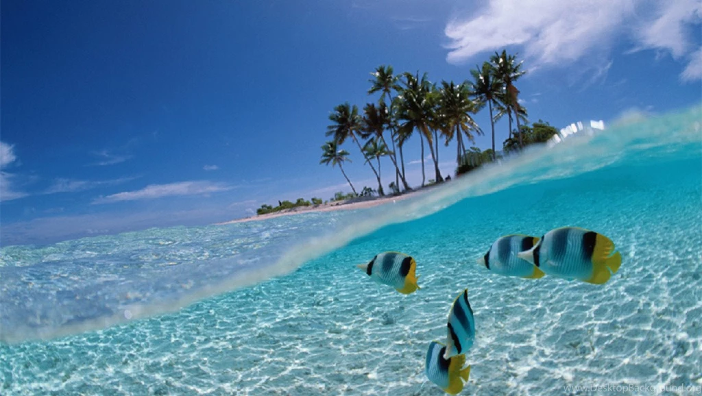 Wallpapers Fish