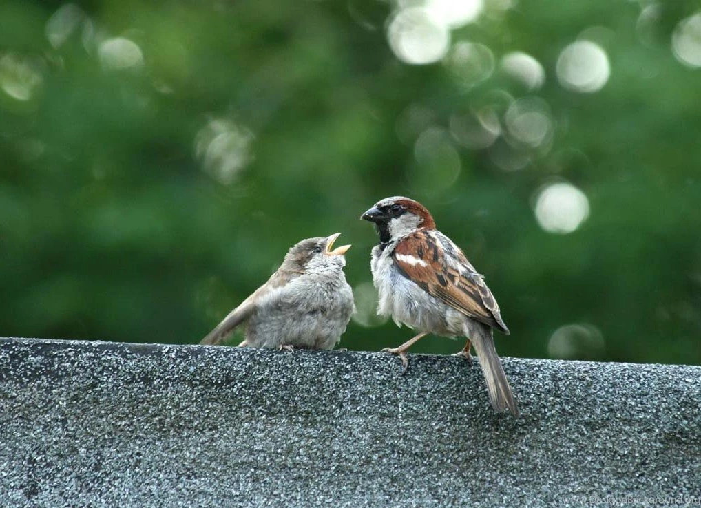 Live Wallpapers For PC Desktop Free Download,desktop Wallpapers