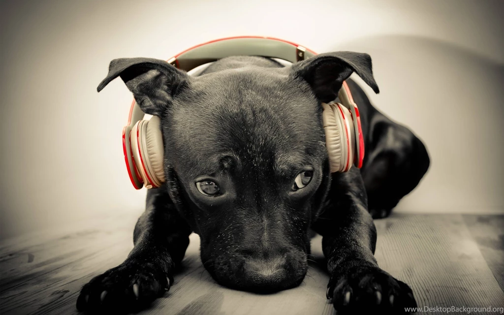 Black, Dog, Headphones, Music, Wide, High, Quality, Wallpapers ...