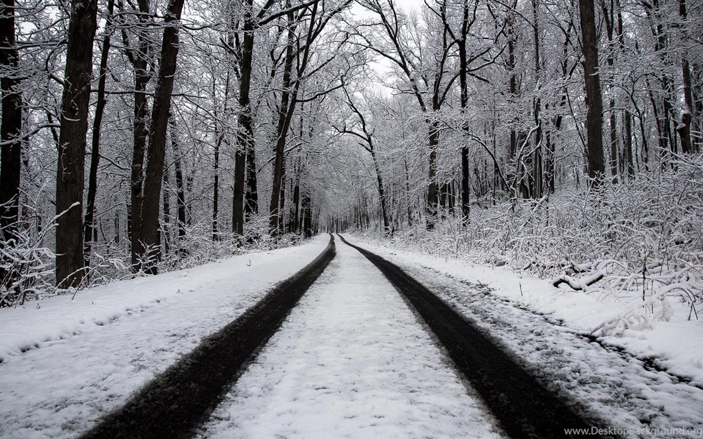 Winter, Forest, Road, 1920x1200 HD Wallpapers And FREE Stock Photo